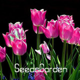 Big Sale, 10 PCS/bag bonsai seeds, high-grade plant tulip seeds, 19 flower seed variety selection,#N67AAE