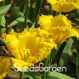 Big Sale, 10 PCS/bag bonsai seeds, high-grade plant tulip seeds, 19 flower seed variety selection,#N67AAE