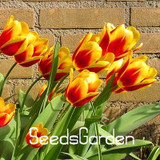 Big Sale, 10 PCS/bag bonsai seeds, high-grade plant tulip seeds, 19 flower seed variety selection,#N67AAE