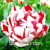 Big Sale, 10 PCS/bag bonsai seeds, high-grade plant tulip seeds, 19 flower seed variety selection,#N67AAE