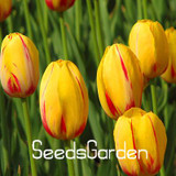 Big Sale, 10 PCS/bag bonsai seeds, high-grade plant tulip seeds, 19 flower seed variety selection,#N67AAE