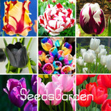 Big Sale, 10 PCS/bag bonsai seeds, high-grade plant tulip seeds, 19 flower seed variety selection,#N67AAE