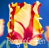 Big Sale, Tulip seeds, tulip flowers, beautiful tulip 19 varieties can pick -10 seeds,#I74RL9