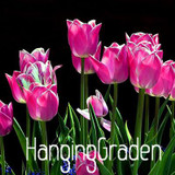 Big Sale, Tulip seeds, tulip flowers, beautiful tulip 19 varieties can pick -10 seeds,#I74RL9