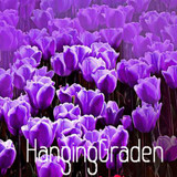 Big Sale, Tulip seeds, tulip flowers, beautiful tulip 19 varieties can pick -10 seeds,#I74RL9