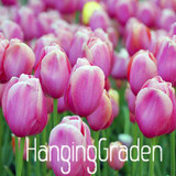Big Sale, Tulip seeds, tulip flowers, beautiful tulip 19 varieties can pick -10 seeds,#I74RL9