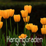 Big Sale, Tulip seeds, tulip flowers, beautiful tulip 19 varieties can pick -10 seeds,#I74RL9