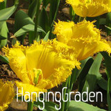Big Sale, Tulip seeds, tulip flowers, beautiful tulip 19 varieties can pick -10 seeds,#I74RL9
