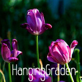 Big Sale, Tulip seeds, tulip flowers, beautiful tulip 19 varieties can pick -10 seeds,#I74RL9