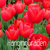 Big Sale, Tulip seeds, tulip flowers, beautiful tulip 19 varieties can pick -10 seeds,#I74RL9