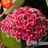 Big Sale!Hoya Seeds,Potted Flowers Bonsai plants Hoya Seed, Orchid Seed DIY Home Garden 100 Particles/Pack,#4FNNI6
