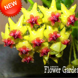 Big Sale!Hoya Seeds,Potted Flowers Bonsai plants Hoya Seed, Orchid Seed DIY Home Garden 100 Particles/Pack,#4FNNI6
