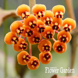 Big Sale!Hoya Seeds,Potted Flowers Bonsai plants Hoya Seed, Orchid Seed DIY Home Garden 100 Particles/Pack,#4FNNI6