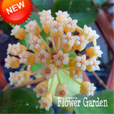 Big Sale!Hoya Seeds,Potted Flowers Bonsai plants Hoya Seed, Orchid Seed DIY Home Garden 100 Particles/Pack,#4FNNI6