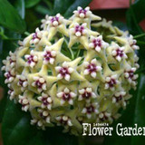 Big Sale!Hoya Seeds,Potted Flowers Bonsai plants Hoya Seed, Orchid Seed DIY Home Garden 100 Particles/Pack,#4FNNI6