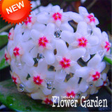 Big Sale!Hoya Seeds,Potted Flowers Bonsai plants Hoya Seed, Orchid Seed DIY Home Garden 100 Particles/Pack,#4FNNI6