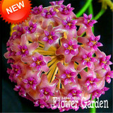 Big Sale!Hoya Seeds,Potted Flowers Bonsai plants Hoya Seed, Orchid Seed DIY Home Garden 100 Particles/Pack,#4FNNI6