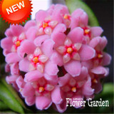 Big Sale!Hoya Seeds,Potted Flowers Bonsai plants Hoya Seed, Orchid Seed DIY Home Garden 100 Particles/Pack,#4FNNI6