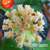 Big Sale!Hoya Seeds,Potted Flowers Bonsai plants Hoya Seed, Orchid Seed DIY Home Garden 100 Particles/Pack,#4FNNI6