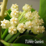 Big Sale!Hoya Seeds,Potted Flowers Bonsai plants Hoya Seed, Orchid Seed DIY Home Garden 100 Particles/Pack,#4FNNI6