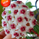 Big Sale!Hoya Seeds,Potted Flowers Bonsai plants Hoya Seed, Orchid Seed DIY Home Garden 100 Particles/Pack,#4FNNI6