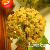 Big Sale!Hoya Seeds,Potted Flowers Bonsai plants Hoya Seed, Orchid Seed DIY Home Garden 100 Particles/Pack,#4FNNI6