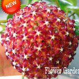 Big Sale!Hoya Seeds,Potted Flowers Bonsai plants Hoya Seed, Orchid Seed DIY Home Garden 100 Particles/Pack,#4FNNI6