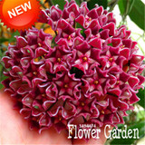 Big Sale!Hoya Seeds,Potted Flowers Bonsai plants Hoya Seed, Orchid Seed DIY Home Garden 100 Particles/Pack,#4FNNI6