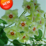 Big Sale!Hoya Seeds,Potted Flowers Bonsai plants Hoya Seed, Orchid Seed DIY Home Garden 100 Particles/Pack,#4FNNI6