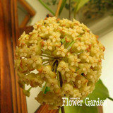 Big Sale!Hoya Seeds,Potted Flowers Bonsai plants Hoya Seed, Orchid Seed DIY Home Garden 100 Particles/Pack,#4FNNI6