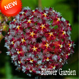 Big Sale!Hoya Seeds,Potted Flowers Bonsai plants Hoya Seed, Orchid Seed DIY Home Garden 100 Particles/Pack,#4FNNI6