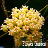 Big Sale!Hoya Seeds,Potted Flowers Bonsai plants Hoya Seed, Orchid Seed DIY Home Garden 100 Particles/Pack,#4FNNI6