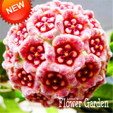 Big Sale!Hoya Seeds,Potted Flowers Bonsai plants Hoya Seed, Orchid Seed DIY Home Garden 100 Particles/Pack,#4FNNI6