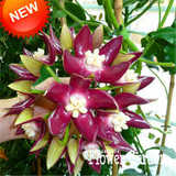 Big Sale!Hoya Seeds,Potted Flowers Bonsai plants Hoya Seed, Orchid Seed DIY Home Garden 100 Particles/Pack,#4FNNI6