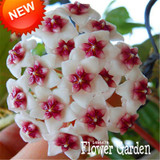 Big Sale!Hoya Seeds,Potted Flowers Bonsai plants Hoya Seed, Orchid Seed DIY Home Garden 100 Particles/Pack,#4FNNI6