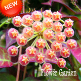 Big Sale!Hoya Seeds,Potted Flowers Bonsai plants Hoya Seed, Orchid Seed DIY Home Garden 100 Particles/Pack,#4FNNI6