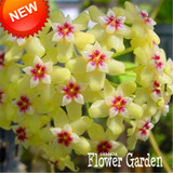 Big Sale!Hoya Seeds,Potted Flowers Bonsai plants Hoya Seed, Orchid Seed DIY Home Garden 100 Particles/Pack,#4FNNI6