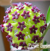 Big Sale!Hoya Seeds,Potted Flowers Bonsai plants Hoya Seed, Orchid Seed DIY Home Garden 100 Particles/Pack,#4FNNI6