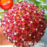 Big Sale!Hoya Seeds,Potted Flowers Bonsai plants Hoya Seed, Orchid Seed DIY Home Garden 100 Particles/Pack,#4FNNI6