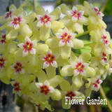 Big Sale!Hoya Seeds,Potted Flowers Bonsai plants Hoya Seed, Orchid Seed DIY Home Garden 100 Particles/Pack,#4FNNI6