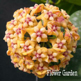 Big Sale!Hoya Seeds,Potted Flowers Bonsai plants Hoya Seed, Orchid Seed DIY Home Garden 100 Particles/Pack,#4FNNI6