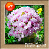 Big Sale!20 Pcs/Bag Geranium Seeds Perennial Flower Seeds Pelargonium Peltatum Seeds, 17 Colors Available,#U6N8BX
