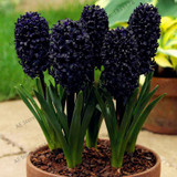 Big sale!105pcs/bag Hyacinth seeds, Perennial Hyacinth potted seed, Bonsai plant flower seeds for home&amp; garden