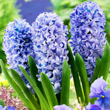 Big sale!105pcs/bag Hyacinth seeds, Perennial Hyacinth potted seed, Bonsai plant flower seeds for home&amp; garden