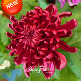Big Sale!100 pcs/bag Rare Red Wine Chrysanthemum Seeds Morifolium Seeds Beautiful Flower Potted Plant Home &amp; Garden,#X4CI4J