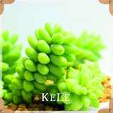 Big Promotion!99 Kinds Rare Succulents Seeds Lithops Seeds Pseudotruncatella Office Bonsai Plants Flower Seed 100 PCS/Lot,#UJY3G