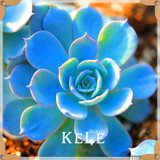 Big Promotion!99 Kinds Rare Succulents Seeds Lithops Seeds Pseudotruncatella Office Bonsai Plants Flower Seed 100 PCS/Lot,#UJY3G