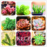 Big Promotion!99 Kinds Rare Succulents Seeds Lithops Seeds Pseudotruncatella Office Bonsai Plants Flower Seed 100 PCS/Lot,#UJY3G