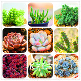 Big Promotion!99 Kinds Rare Succulents Seeds Lithops Seeds Pseudotruncatella Office Bonsai Plants Flower Seed 100 PCS/Lot,#UJY3G