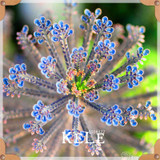 Big Promotion!99 Kinds Rare Succulents Seeds Lithops Seeds Pseudotruncatella Office Bonsai Plants Flower Seed 100 PCS/Lot,#UJY3G